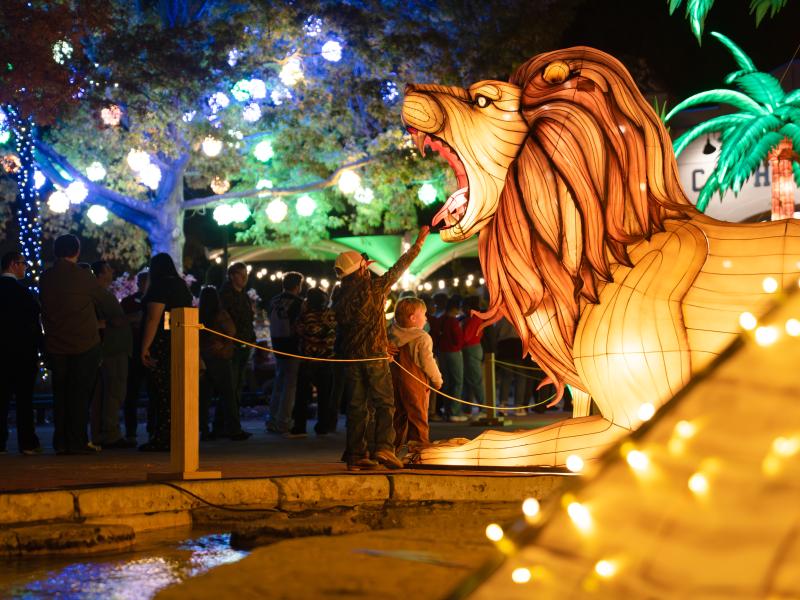 child reaches up to giant lion-shaped lantern at Memphis Zoo Lantern Festival