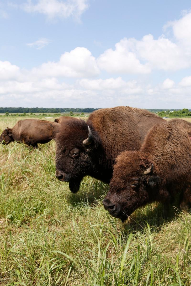 Buffalo at Shelby Farms Park. Photo Credit: Justin Fox Burks