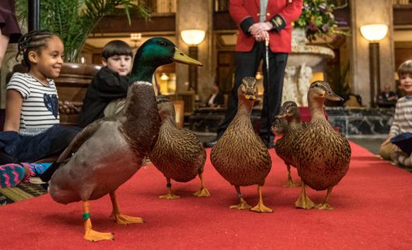 Peabody Duck March
