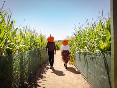 two people with pumpkin heads walk through corn maze