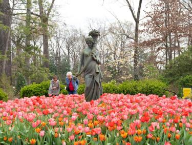 Guests enjoying the tulips blooming around a statue at Dixon Gallery & Gardens. 
