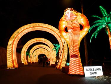 Memphis Zoo Lantern Festival -- giant snake head opens entrance to tunnel shaped as the snake's looping body