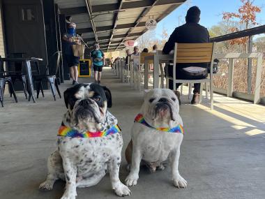 two white bulldogs with rainbow bandanas sitting on a long veranda-style patio at Crosstown Concourse