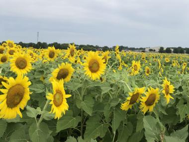 sunflower field panoramic shot