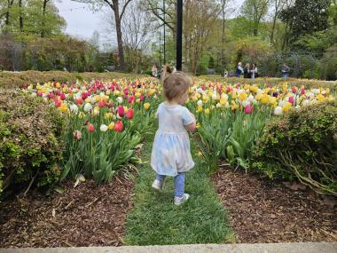 Toddler stands next to tulips