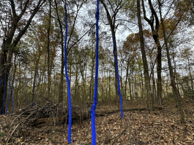 Blue Trees: Shelby Canopy