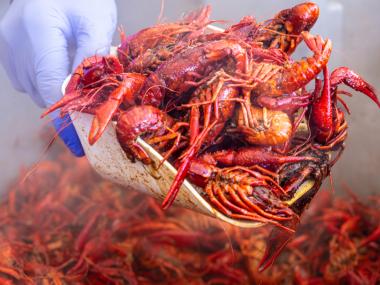 a big scoop of crawfish