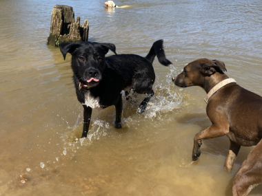two dogs play in water