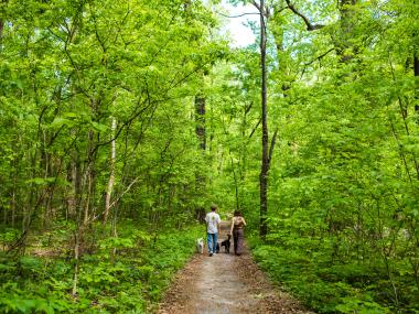 young couple with three dogs walks down path surrounded by lush green plants and trees