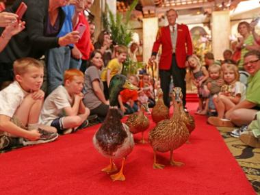 Peabody Duck March. Photo Credit: The Peabody Memphis
